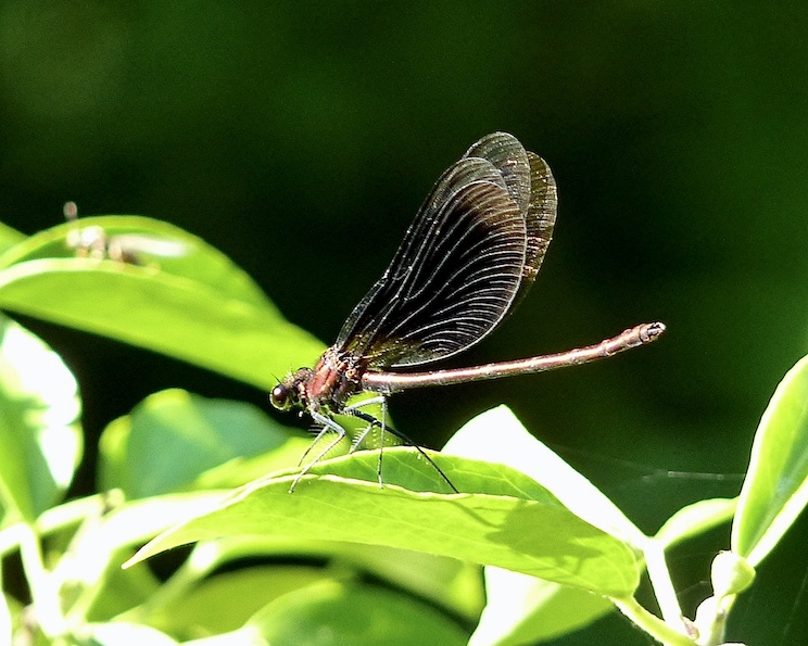 copper demoiselle